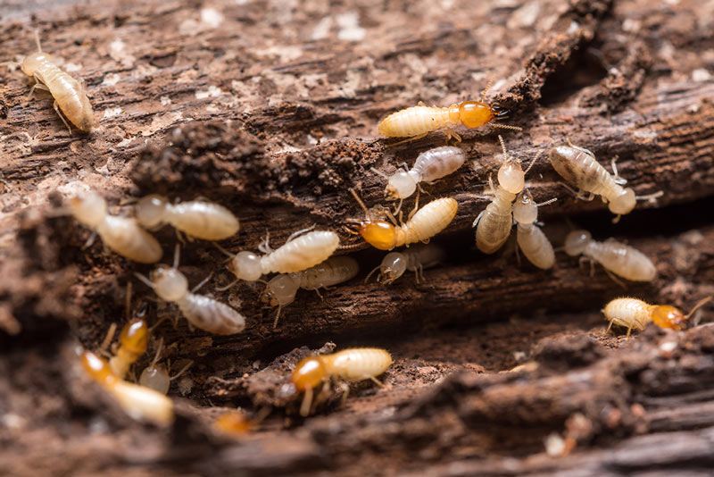 termites-on-tree woodlice on a rock in the Maltese countryside